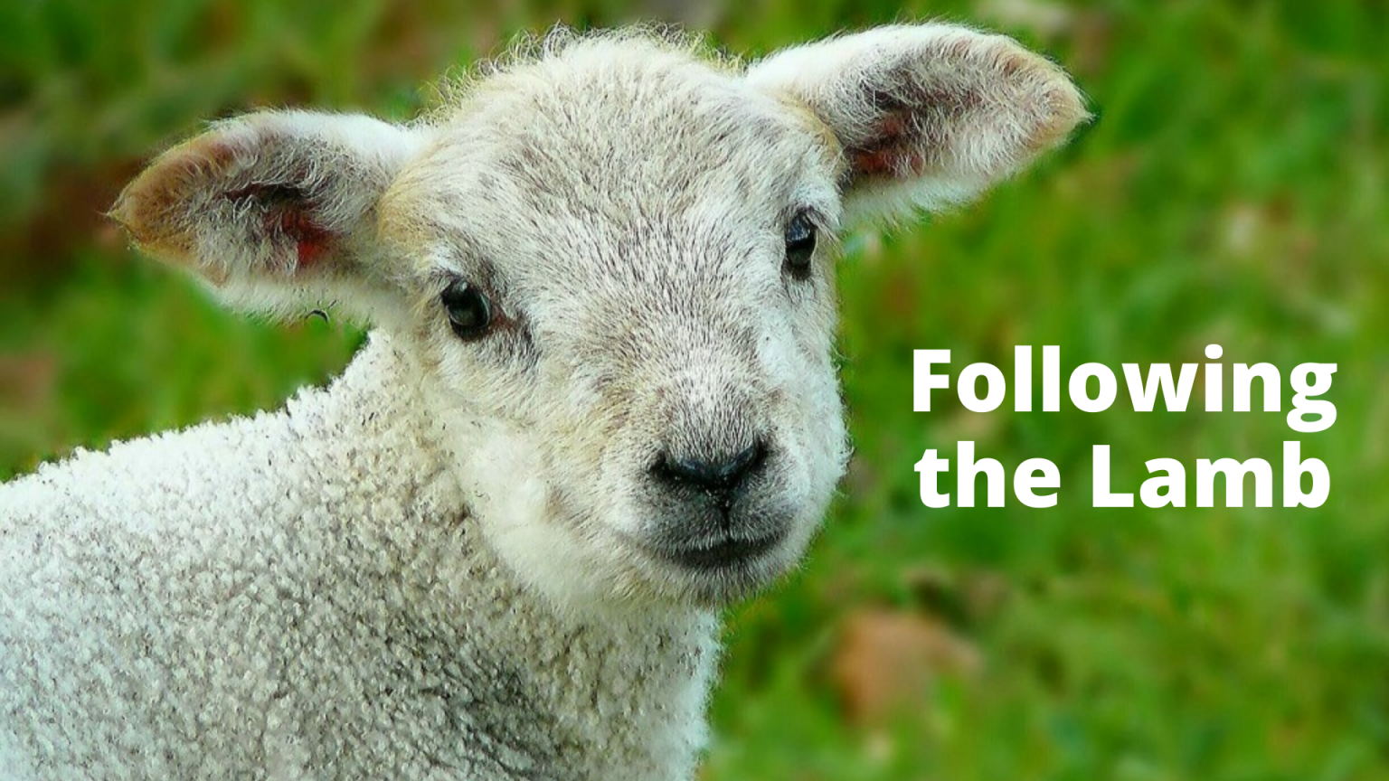 Following the Lamb Preachers Corner